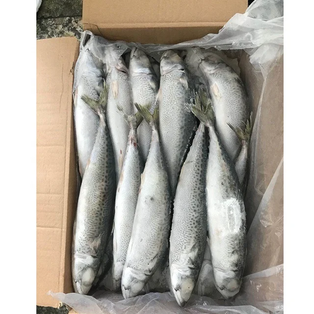  300-500 г Land замороженная Тихоокеанская скумбрия цельная круглая рыба из