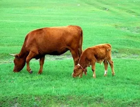 Concentrated Feed for Cattle and Sheep to Increase Weight Quickly During the Growth Stage
