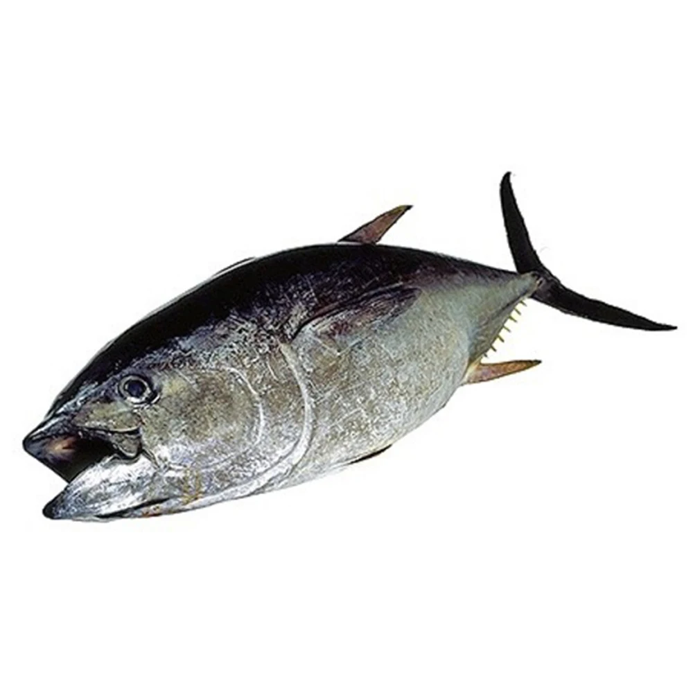 Wholesale Food Supplier Tuna Fish From Japan Nagasaki Prefecture