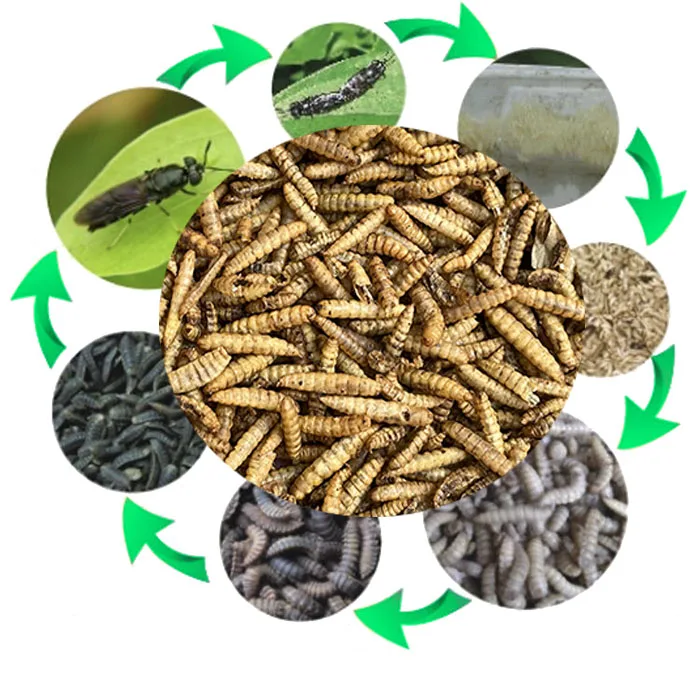 
pet food birds larva protein supplements black soldier fly larvae dried food for animals 