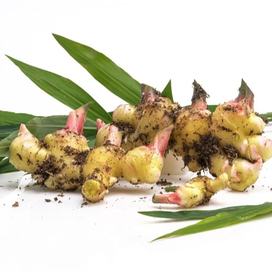
Hot Sale China High Quality New Crop Organic Fresh Ginger in Good Taste 