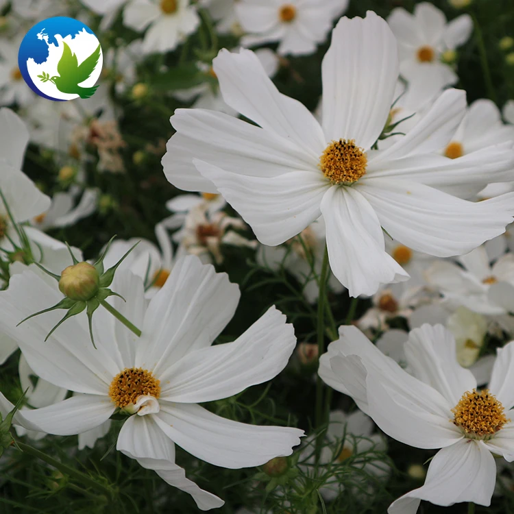 Family Flowers bulbs seed Perennial Coreopsis Public Park Cosmos flower plants seeds for garden