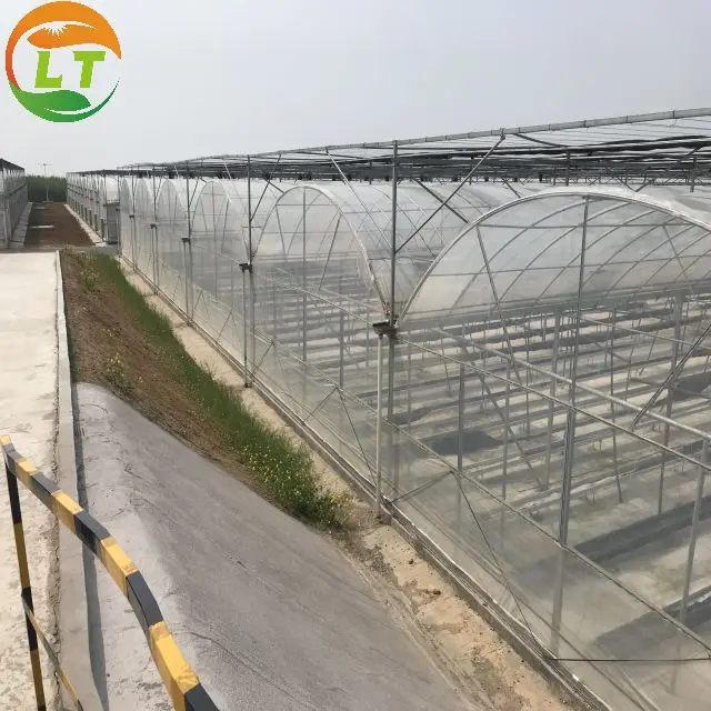 Agriculture Hydroponic Growing Systems with Coco Peat Grow Bags for Strawberry