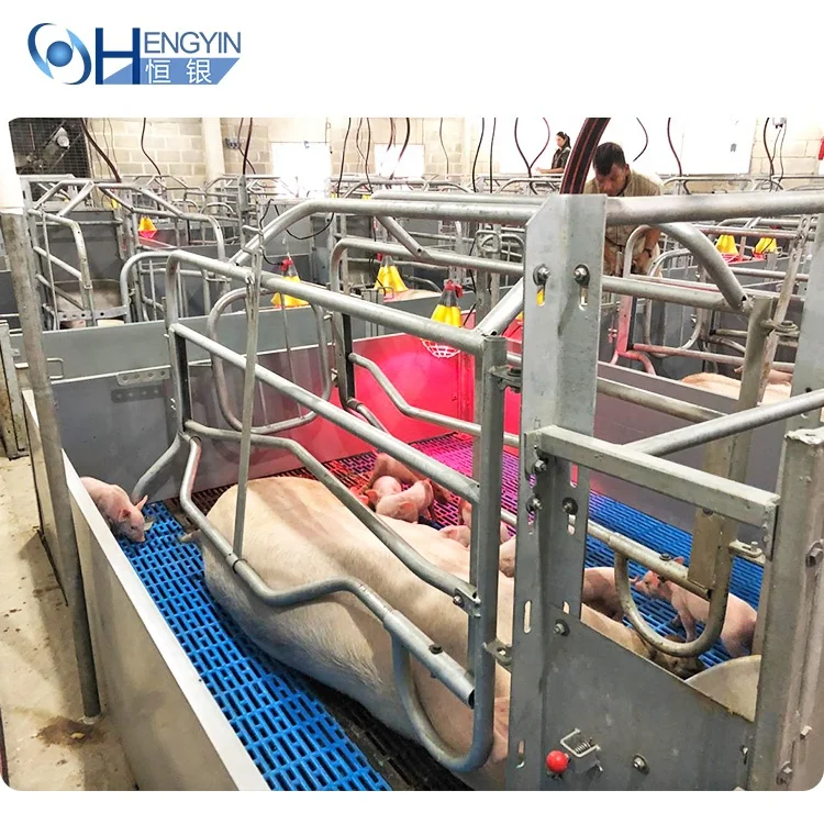 Factory Price Farrowing Crate Pig Gestation Crate Sow House sow gestation cage