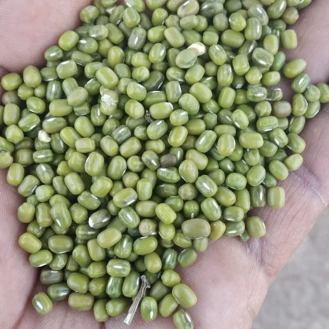 Green mung beans for sale, organic bulk vigna beans, Cheap Green Mung beans in bulk for sale