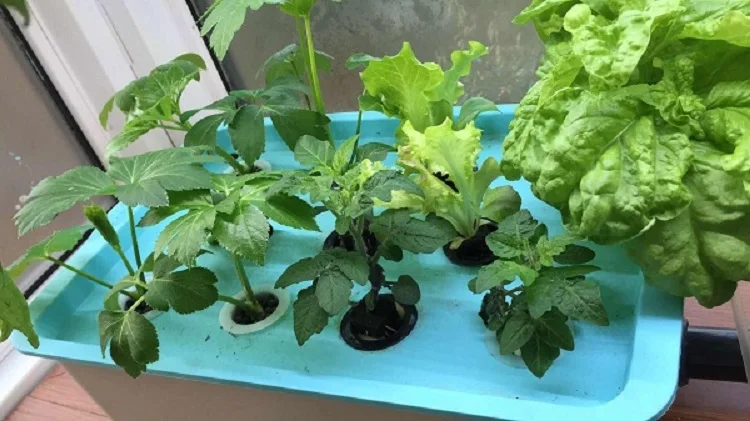  Small Hydroponic Systems Box 6/11/24 Holes Vegetable Soilless Cultivation Indoor Plant Seedling Growing