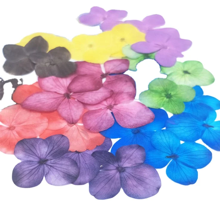 Nail Art Decoration Chrysanthemum Hydrangea  Diy Nail Sticker Dry Pressed Nail Flower