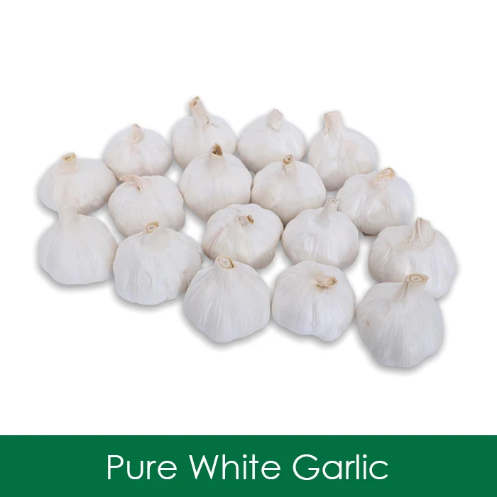 China Fresh White Garlic Factory Price