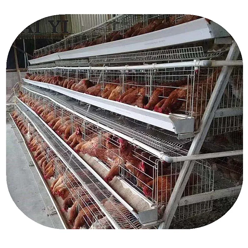 
Poultry Battery Chicken Cages For Layers For Farms In Ghana  (60788723829)
