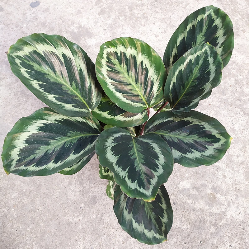  Комнатное наблюдение за листвой Calathea Shinestar подвесные цветы в горшке живые зеленые растения оптовая продажа по низкой