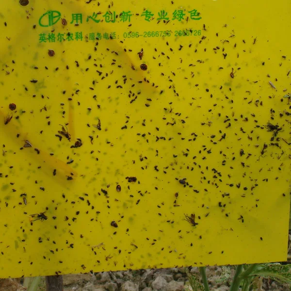 Effective pest glue board insect sticky trap aphids catcher whitefly control leafminer killer
