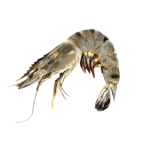 Оптовая продажа замороженные креветки сушеные красного и белого качества из Германии