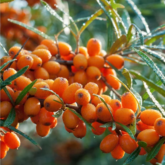 FS-2223 дикий organiccultivated выращивания iqf Замороженные ягоды облепихи