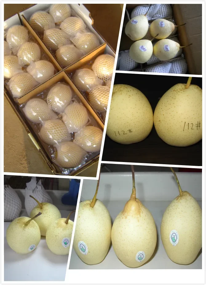 New season of Fresh China Golden Pear/Century Pear/Crown Pear for sale Asian Pears Ya Sand Pear with cheap price