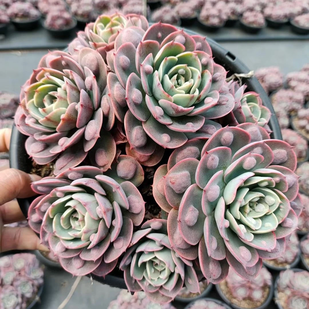
Echeveria Rain Drops succulent plants for home 
