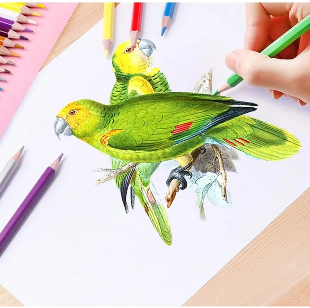 
36 Colored Pencils in Triangle Barrel Set Art Drawing Pencils for Writing, Drawing Pencils Painted as Lead for Artist Sketch 