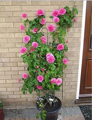Zhongpin top seller Metal  Garden Trellis  Plant Climbing Iron Garden Patio Fence Potted Vines Flowers  support stake Trellis