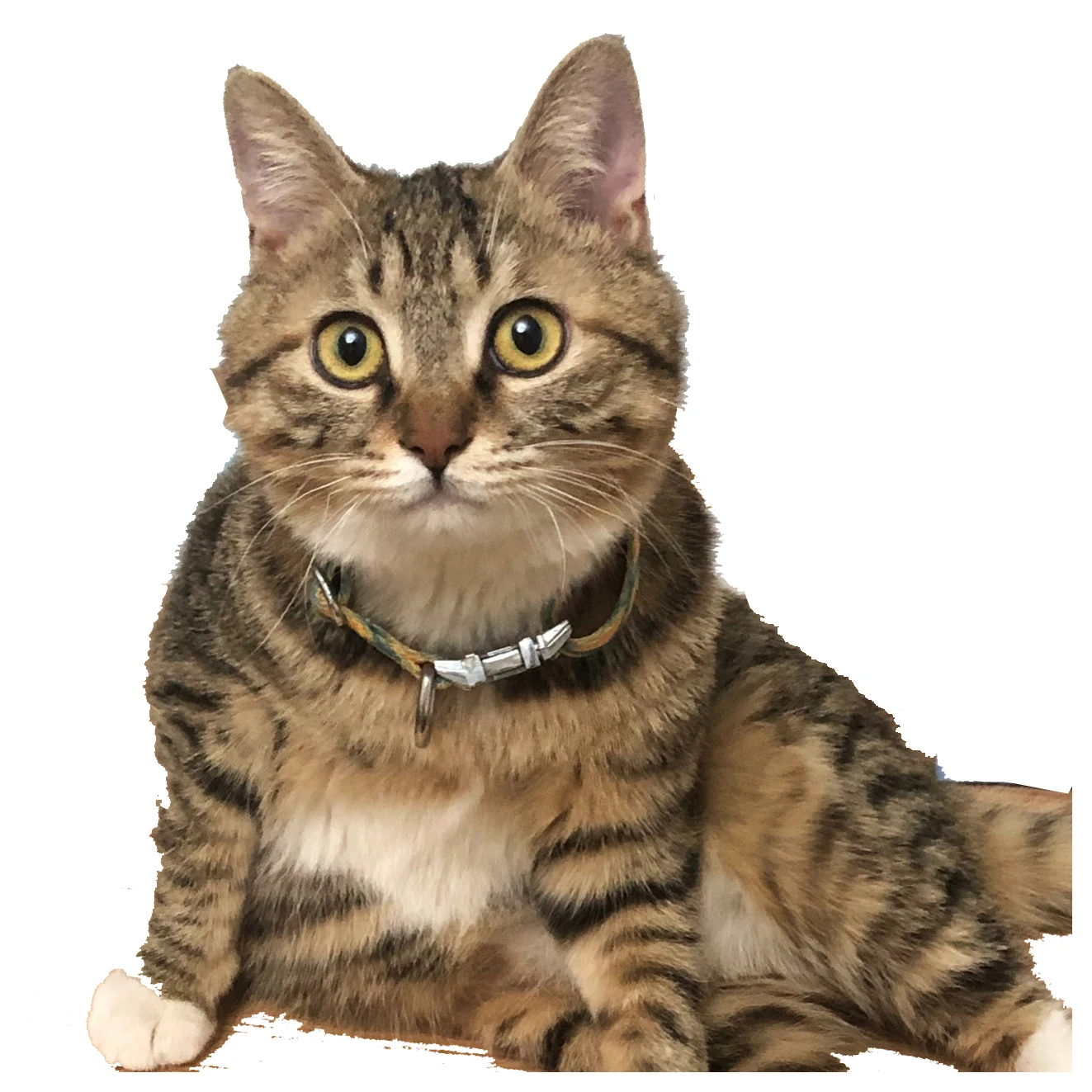 Consulting Service for cat FIPV Prevention