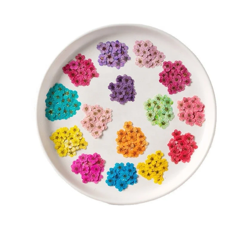 wholesale DIY material dry flower pressed Sorbaria sorbifoli flowers for resin Bookmark Jewelry and mobile phone case decoration