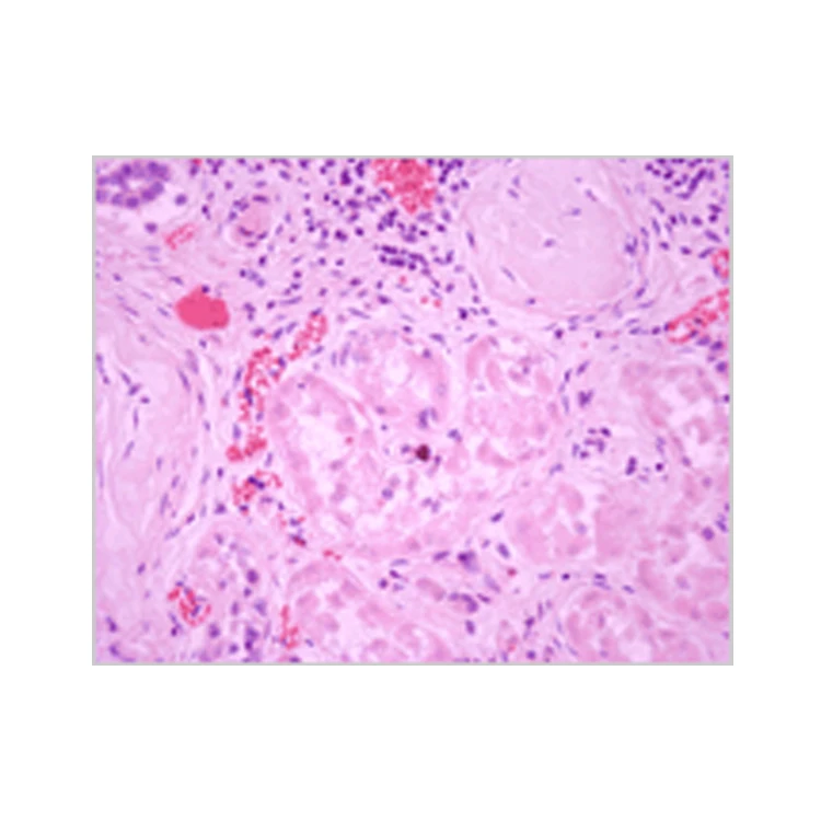 100 kinds of human microscope histology and embryo prepared slides