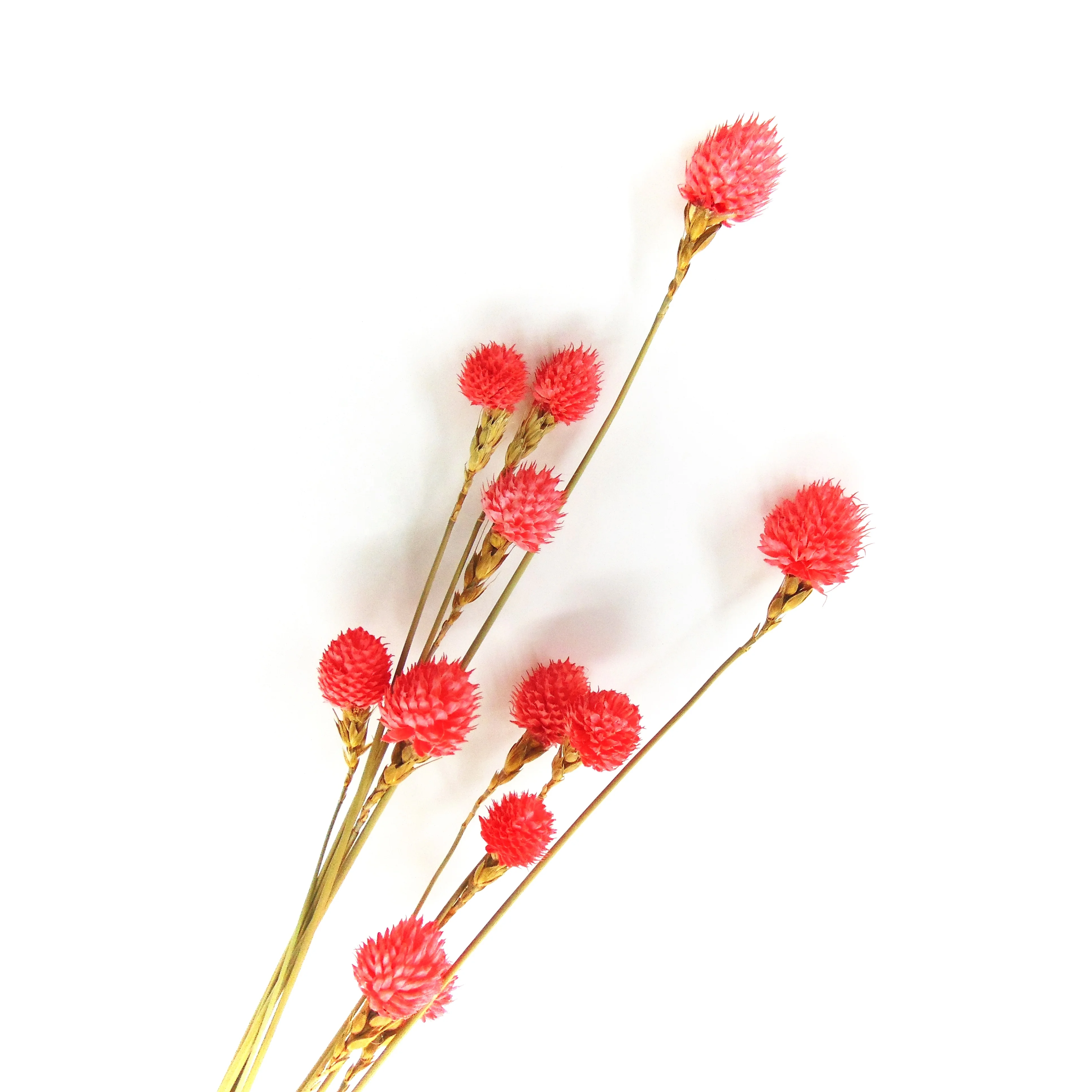 Wholesale red preserved globe amaranth preserved flowers artificial flowers wedding decoration