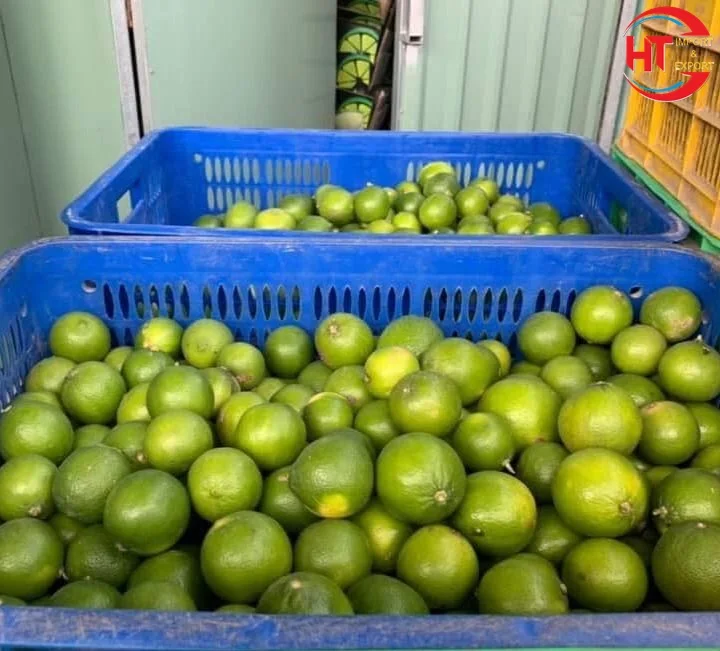 Оптовая продажа, органический зеленый лимонный зеленый лайм без семян лайма