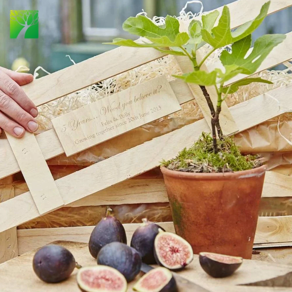 
Лидер продаж на Amazon, садовые подарки «сделай сам», новый домашний подарок, саженцы фигового дерева на заказ 