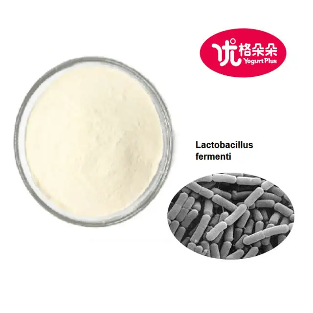 Freeze dried Lactobacillus fermenti 100 Billion CFU/g