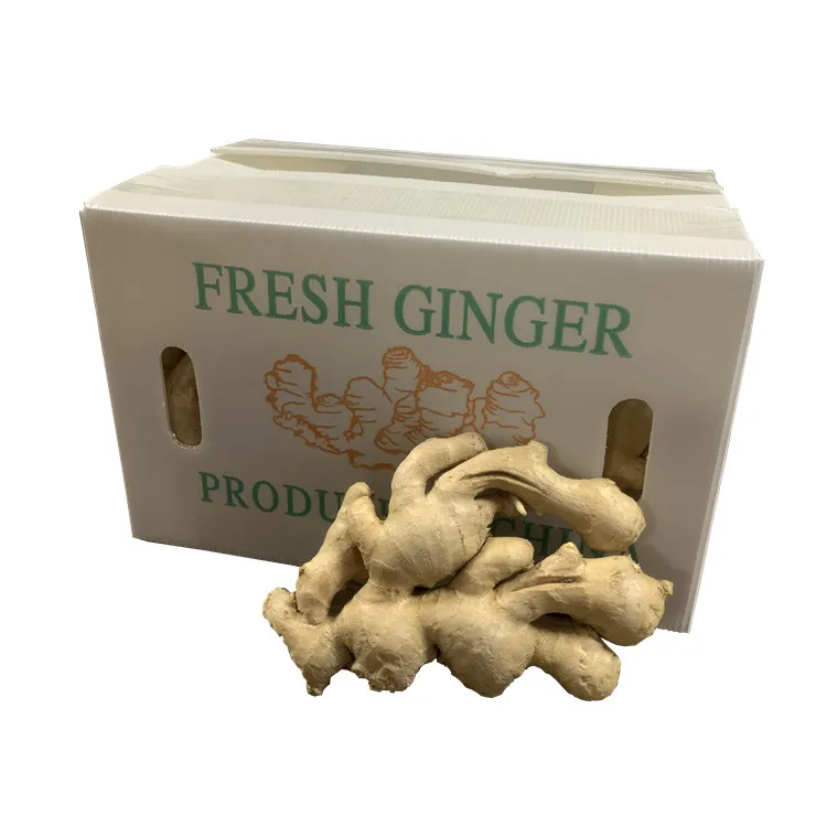 Custom logo printing Professional Manufacture pp plastic fresh vegetable and fruits ginger packing box