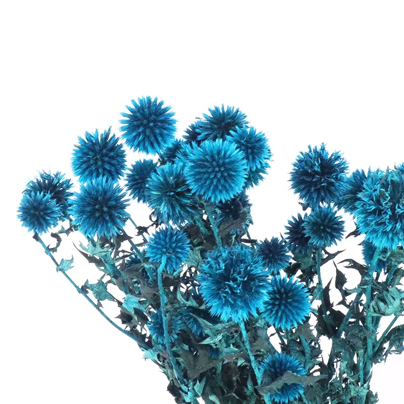 2021 Best Popular Dried Echinops Globe Thistle in Blue Green