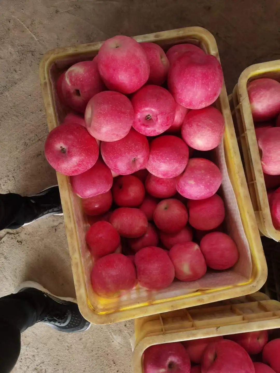 Best price  China export high quality fresh apple