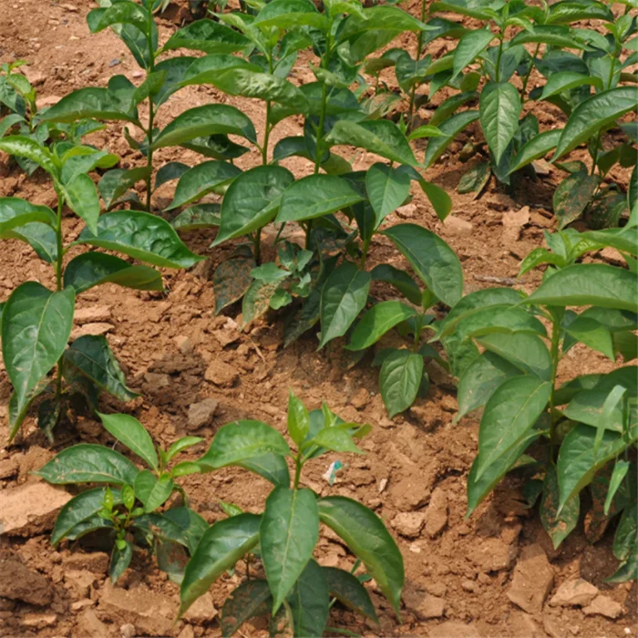 
shi zi miao persimmon seedling tree persimmon grafted seedlings for planting 