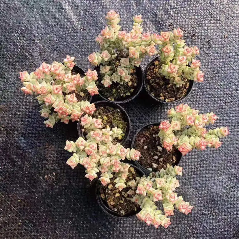 
Succulent and cactus plants Crassula spp Crassula Pastel 