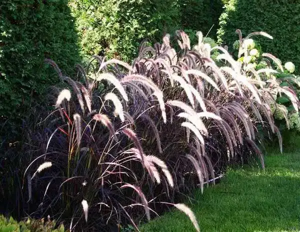 Культура тканей растений Pennisetum purpleback