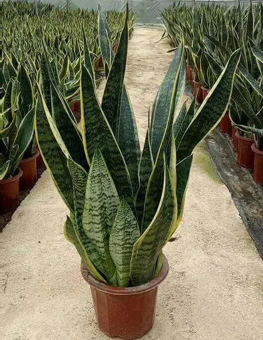 
Sansevieria trifasciata Prain var. laurentii 