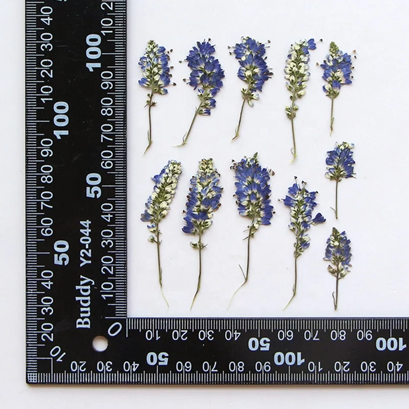 12pcs/pack Small Sage Scrapbooking Epoxy Resin Art Natural Plant Eco-friendly Real Pressed Flower