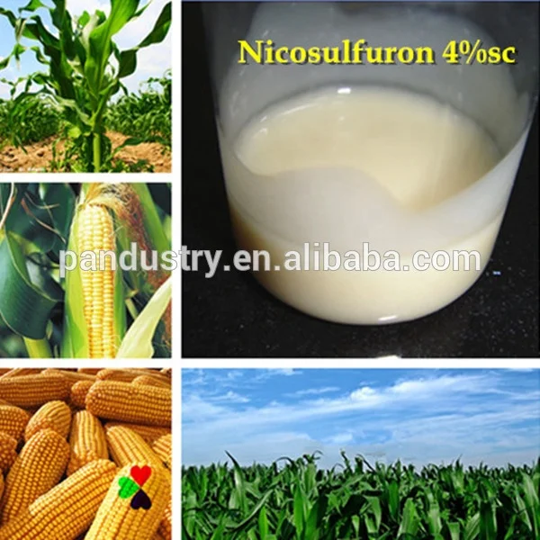 
Effective Herbicide Nicosulfuron Technical Price for Plant 