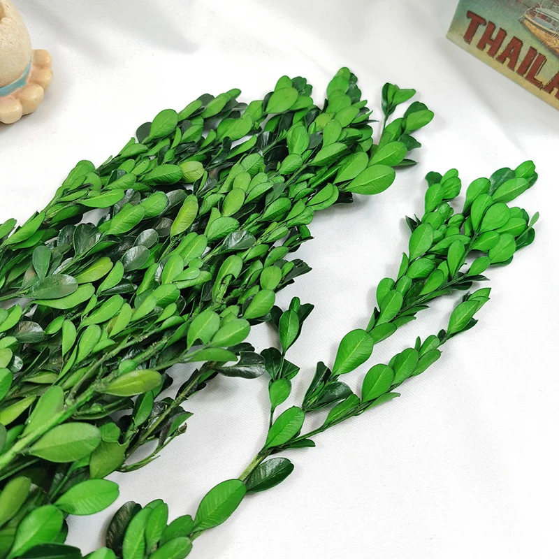 Консервированные листья Buxus Sinica самшита зеленый лист сушеные цветы DIY гирлянда материалы Цветочная композиция