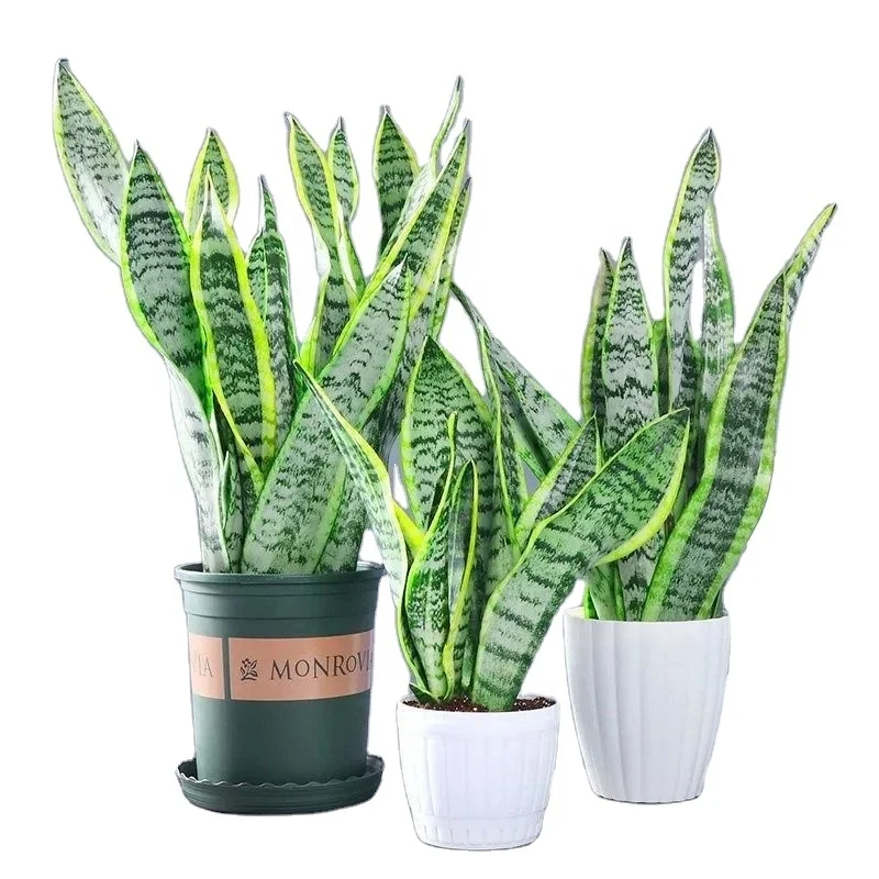 Chinese Real Fresh snake plant sansevieria plants live snake plant