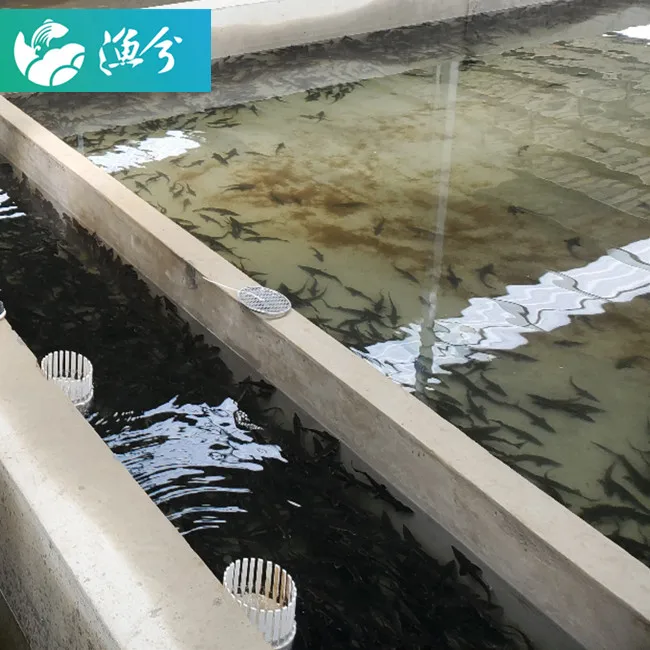Indoor high-density circulating water fish hatching breeding system / high-efficiency hatching seedling
