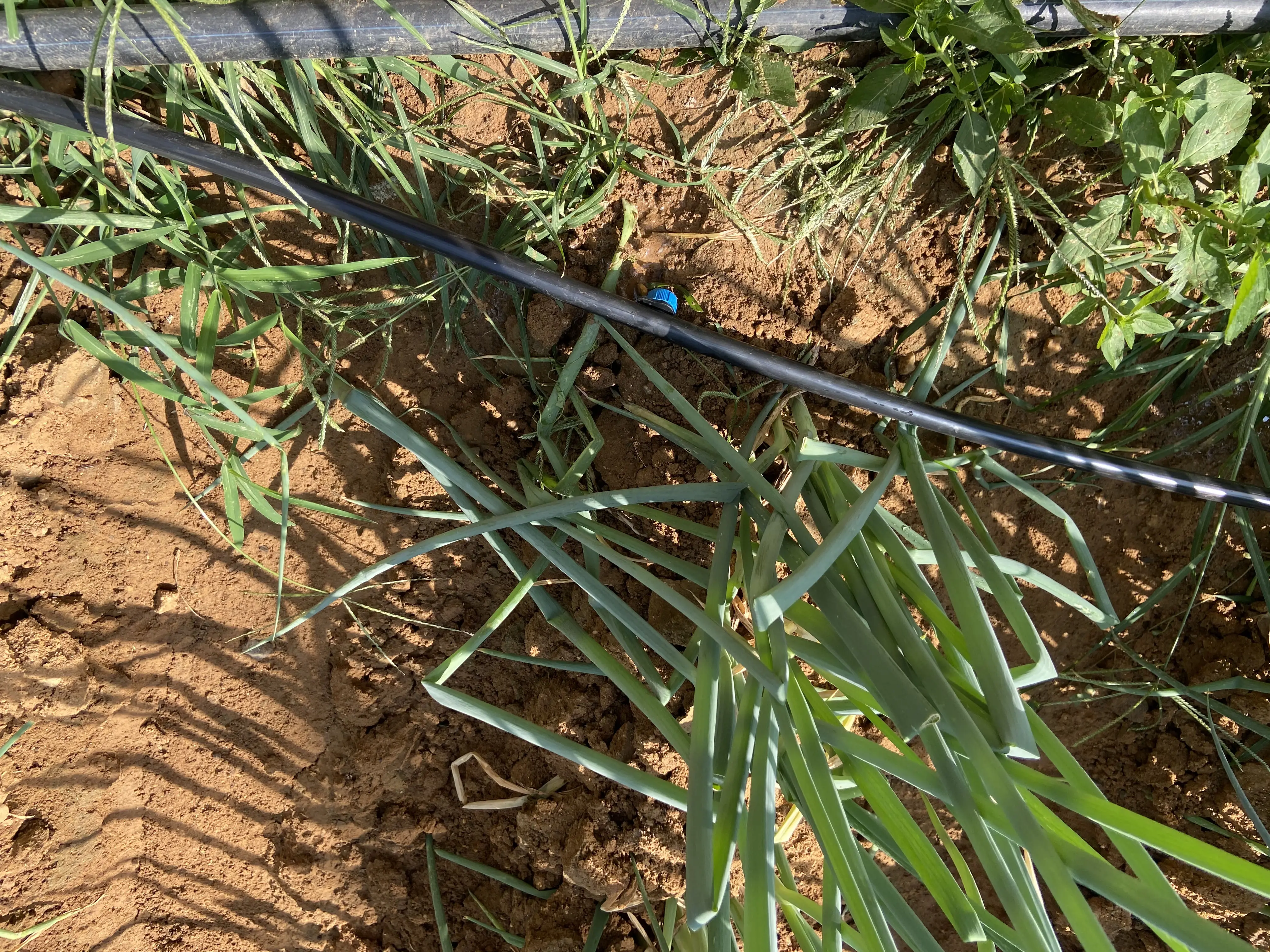 Farm drip irrigation system 4L 8L Pressure compensation dripper Family Garden