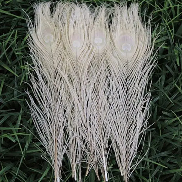 Bulk Sale Natural Long palsitic Red Peacock Feathers for Costume