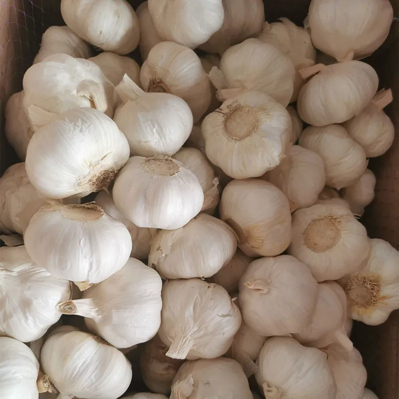 2020 New Crop High Quality China Chinese Best Wholesale White Fresh Garlic for Sale