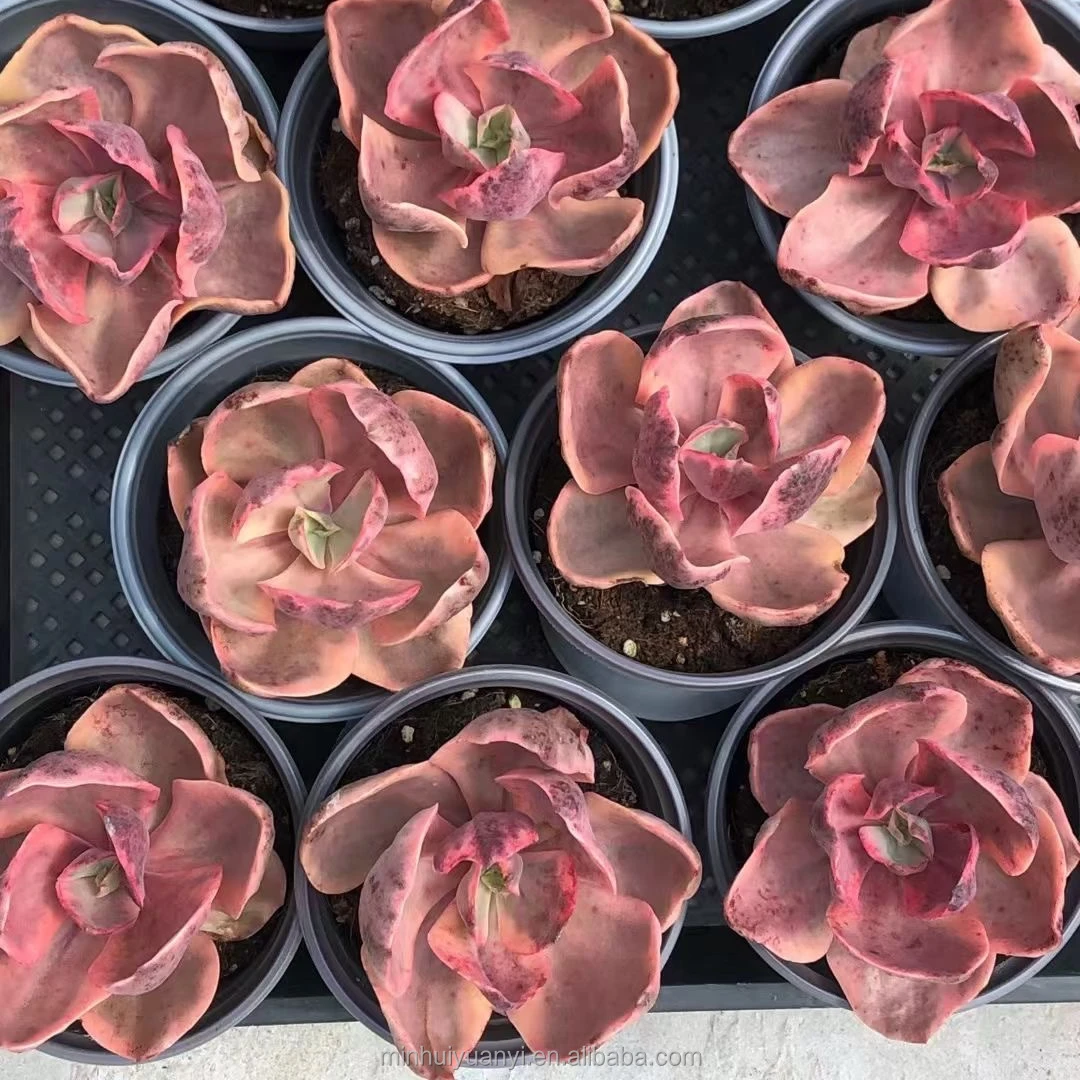 Wholesale of succulent plants Indoor ornamental plants