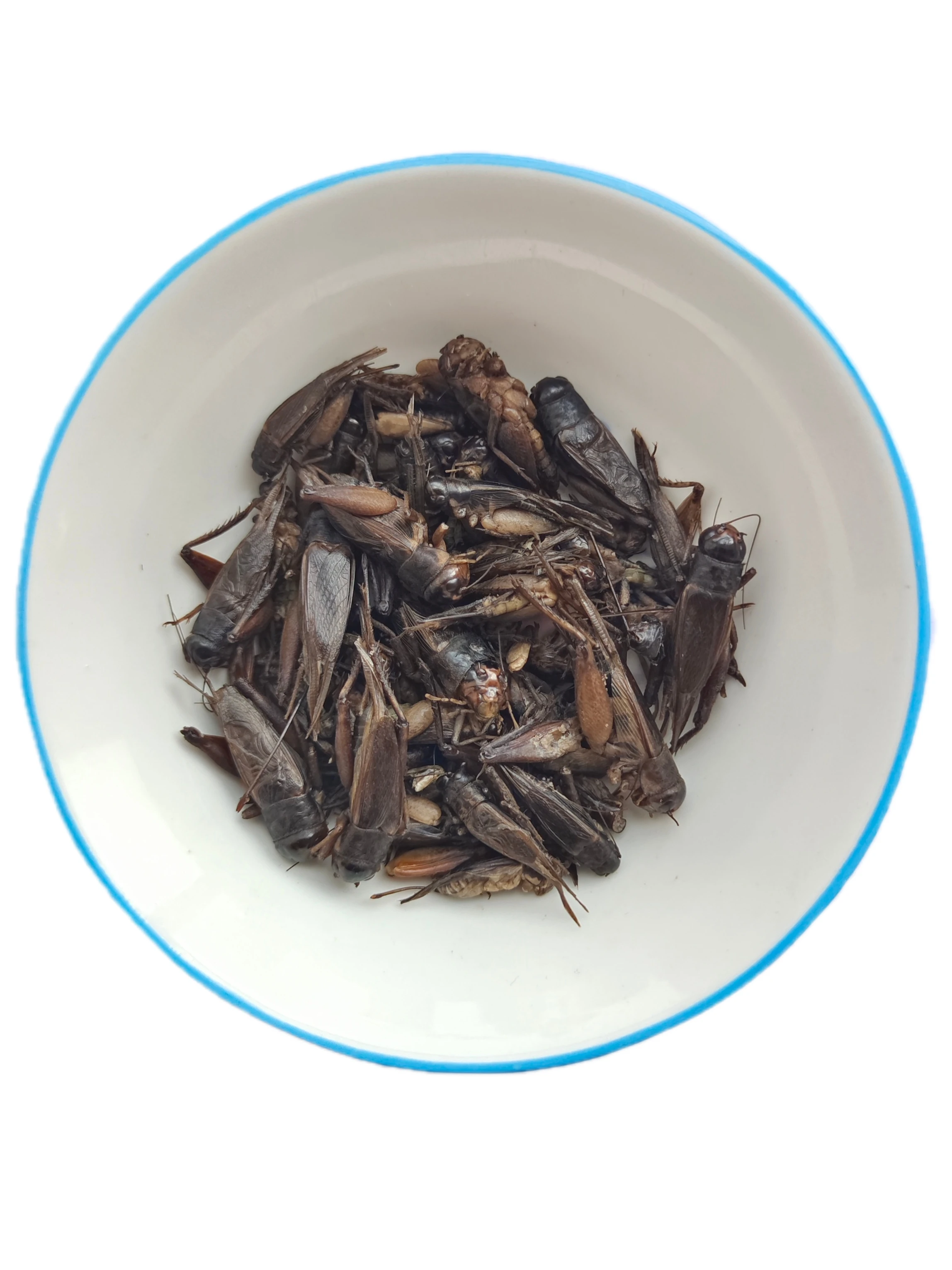 Fresh crickets - Preferred choice for international pet lovers. Nutritious and delicious. Used for feeding a variety of pets.