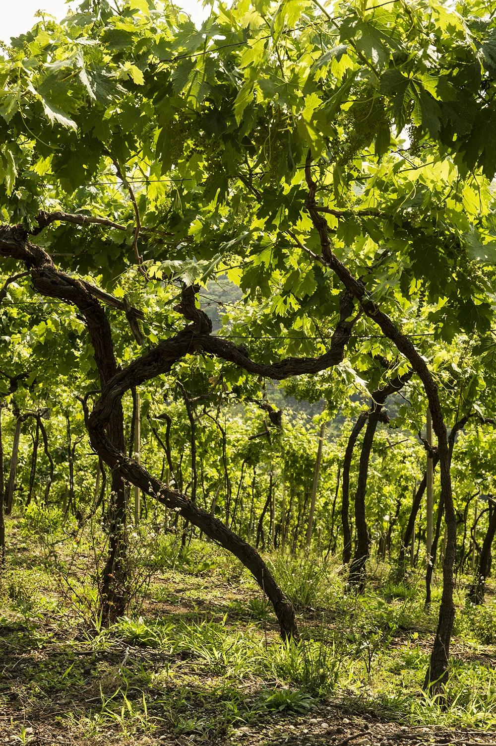 Online Wholesale Italian Best Quality DOCG Grade Red Wine 14.5% Alcohol Content Perfect As Table Wine