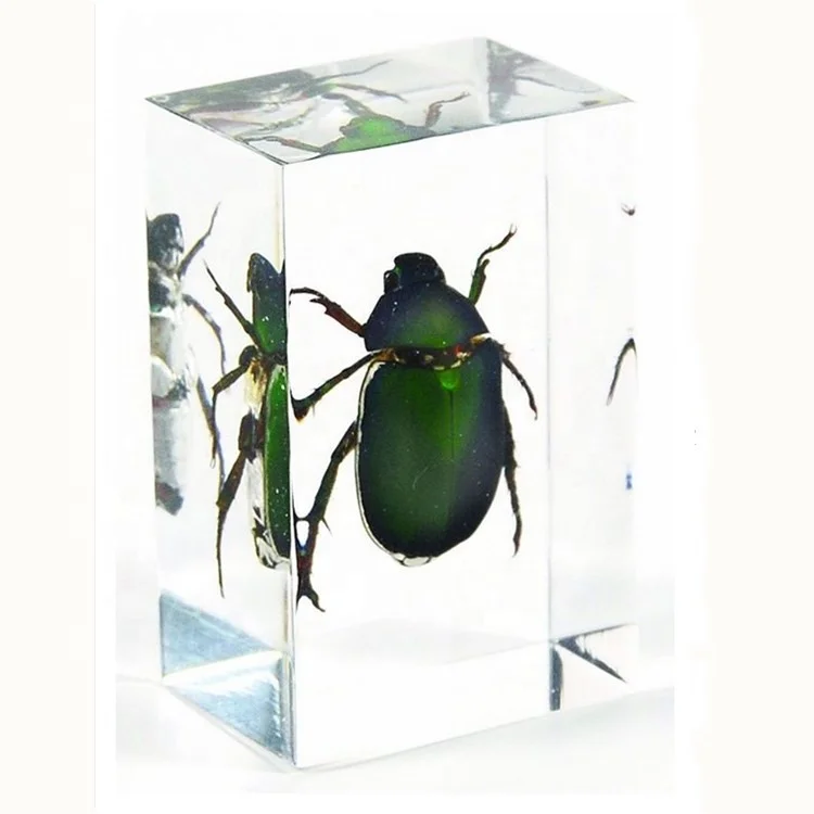 Real Insect Real Bugs Green Chafer Beetle Man Made Resin Paperweight Resin Specimen Educational Equipment for Kids
