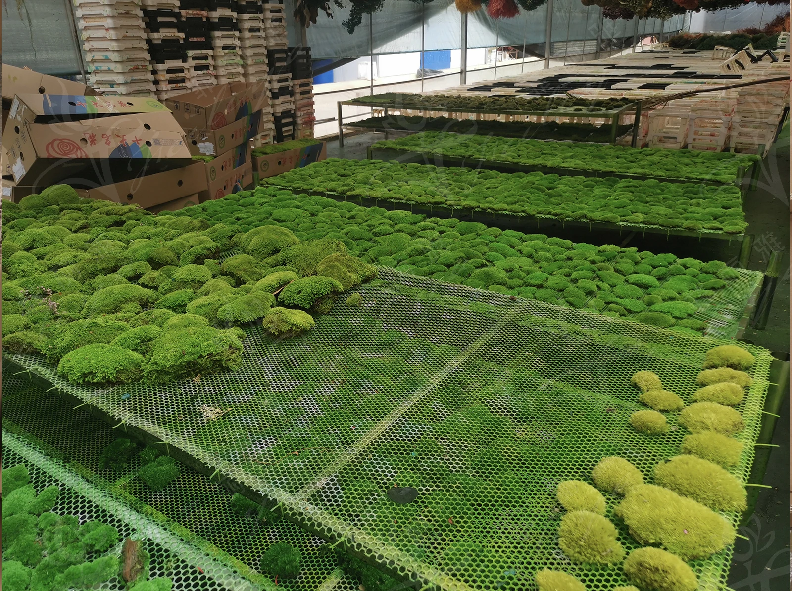 Every Love Real Preserved Moss Wall Custom Size Moss Painting Natural Decorative Flowers & Wreaths Wooden Frame Is Installed T/T