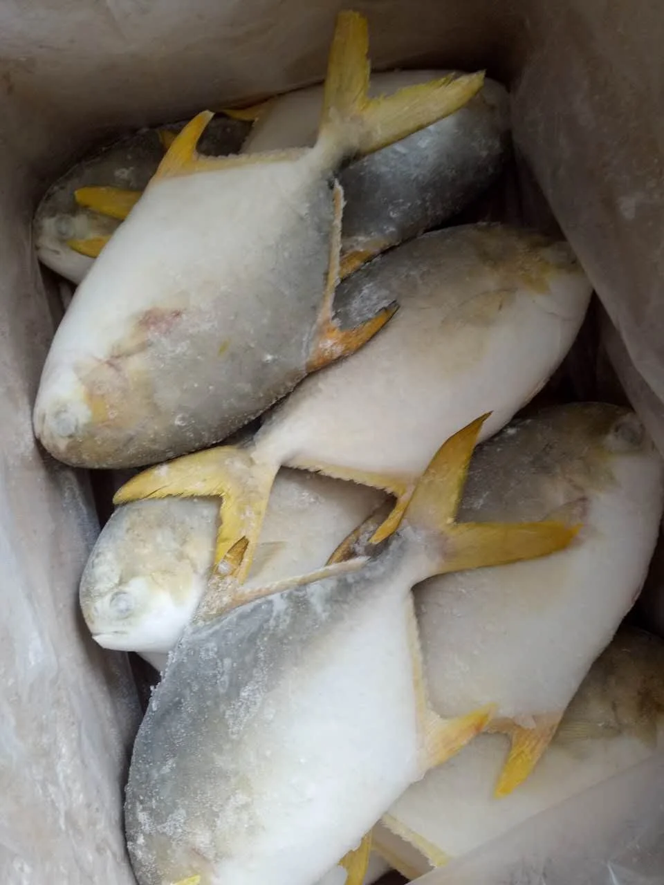 Good Sale Seafood Fish Frozen Golden Pomfret