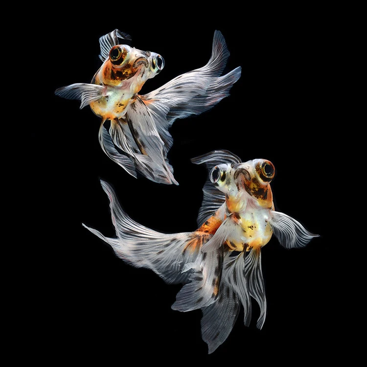 Handmade Crafts Diamond Painting DIY Full Drill Peacock Digital Painting by Numbers Private Gift Painted by Digital Art Pictures